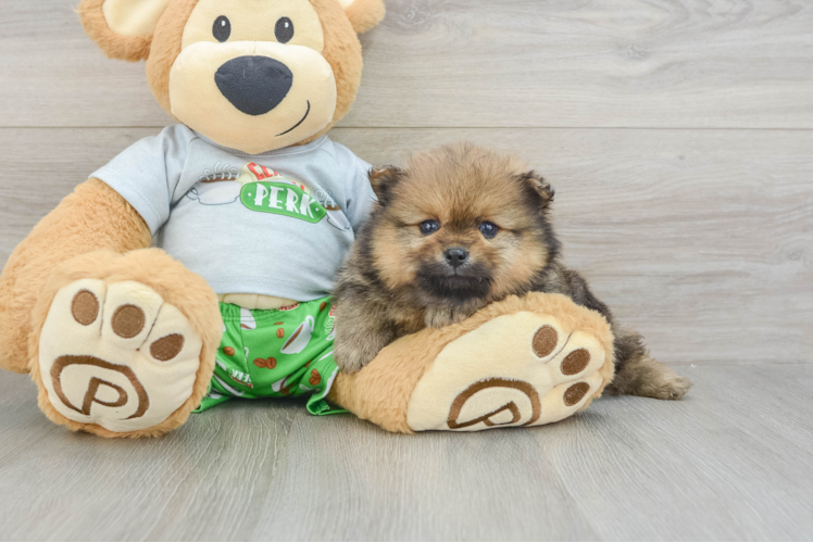 Hypoallergenic Pomeranian Purebred Pup