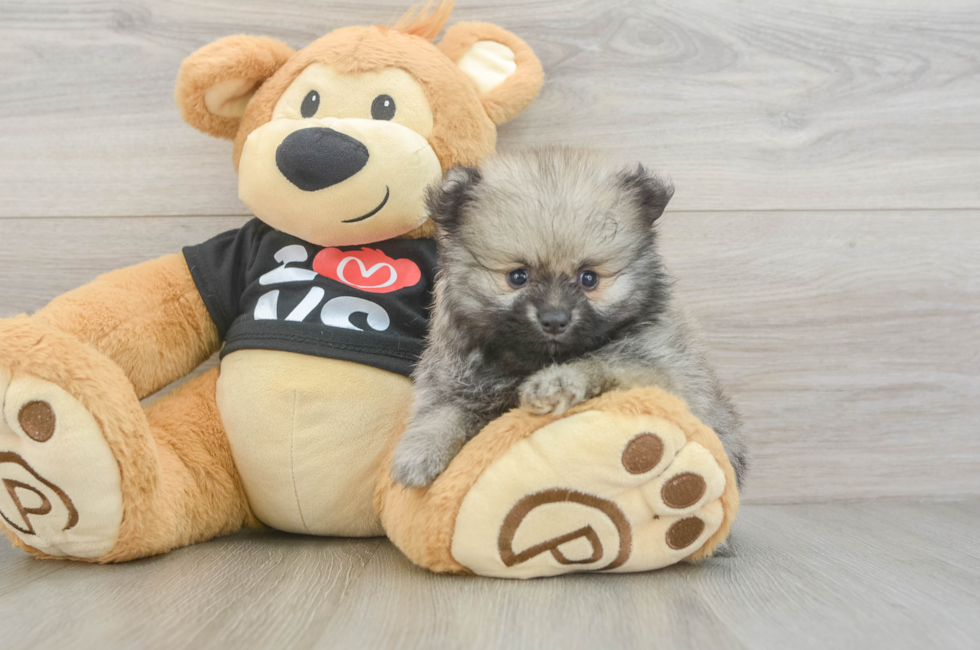 6 week old Pomeranian Puppy For Sale - Simply Southern Pups