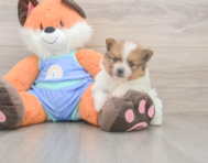 6 week old Pomeranian Puppy For Sale - Simply Southern Pups