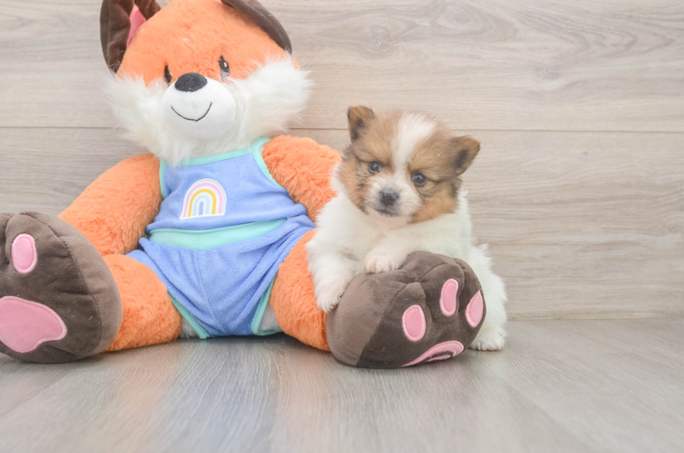 5 week old Pomeranian Puppy For Sale - Simply Southern Pups