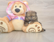 8 week old Pomeranian Puppy For Sale - Simply Southern Pups