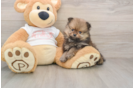 Energetic Pom Dog Purebred Puppy