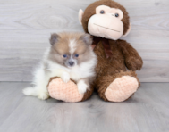 11 week old Pomeranian Puppy For Sale - Simply Southern Pups