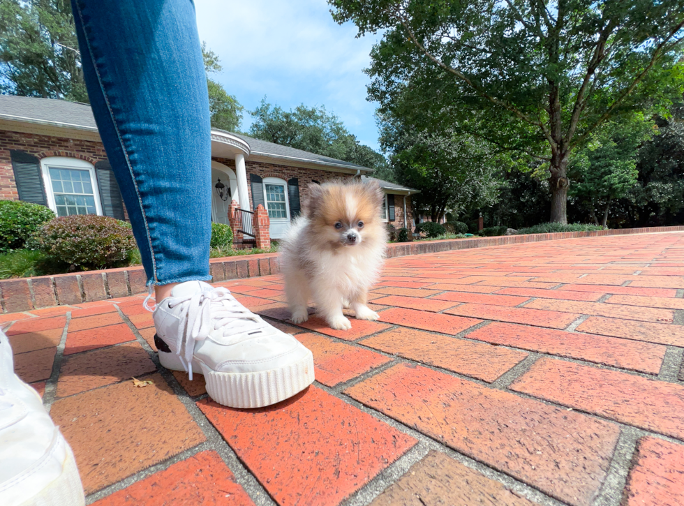 Cute Deutscher Spitz Purebred Puppy