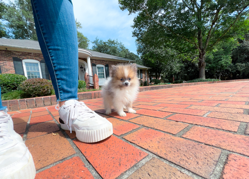 Cute Pomeranian Baby