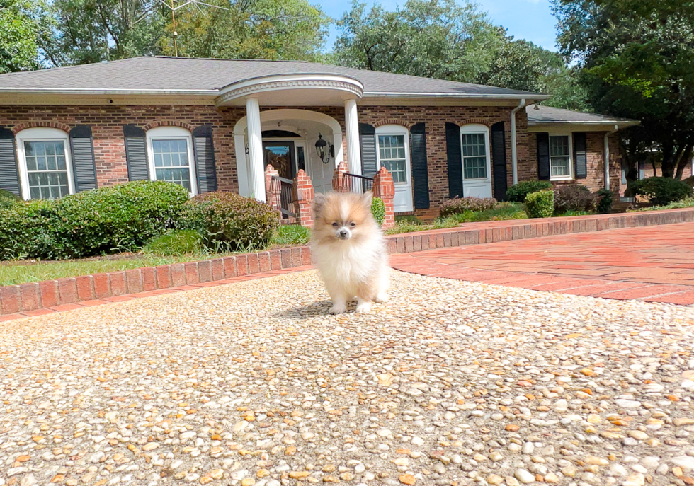 Cute Dwarf Spitz Purebred Puppy