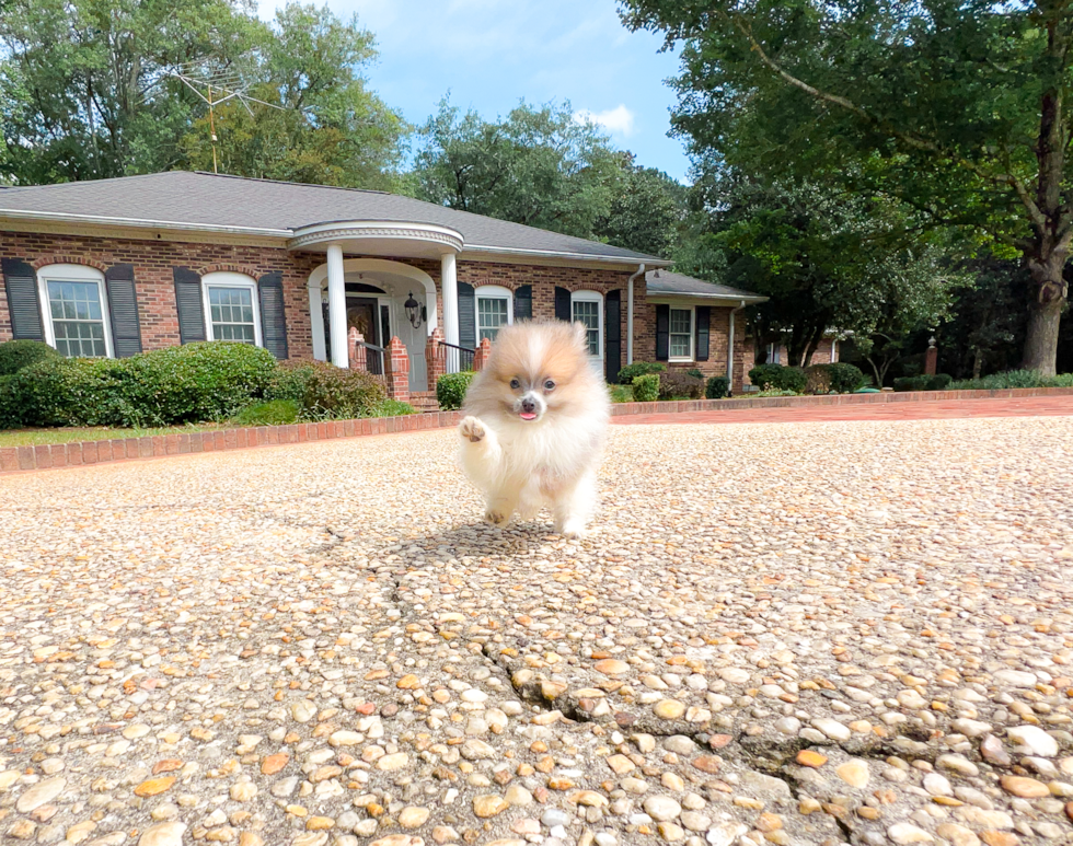 Cute Pomeranian Baby