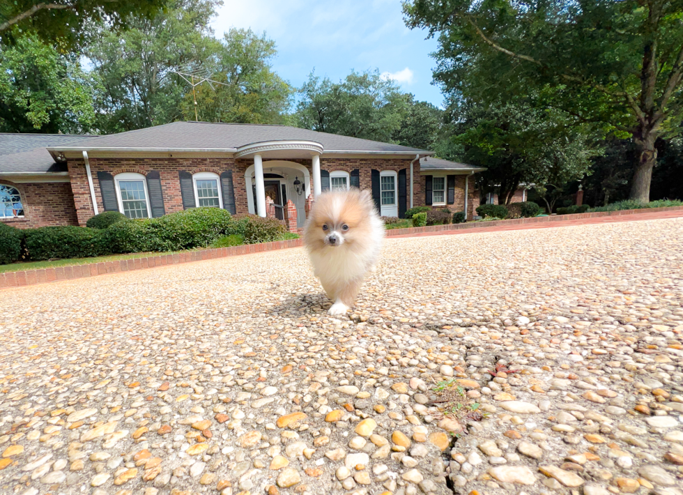 Cute Pom Dog Purebred Puppy