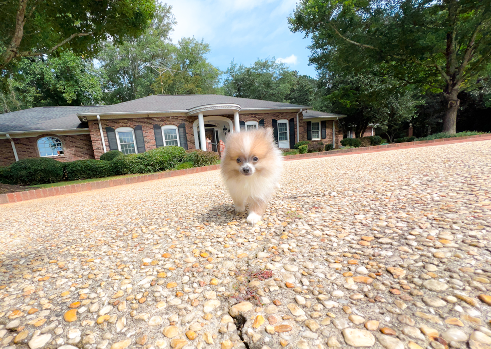 Pomeranian Puppy for Adoption