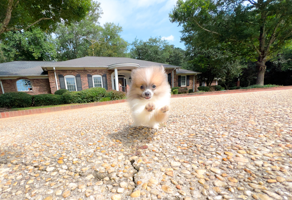 Pomeranian Pup Being Cute