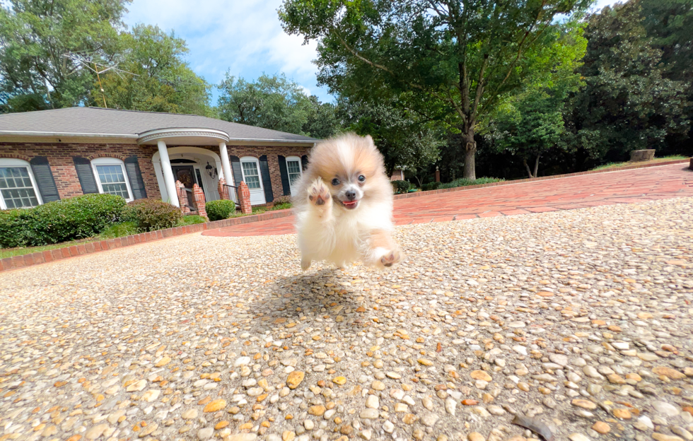 Pomeranian Puppy for Adoption