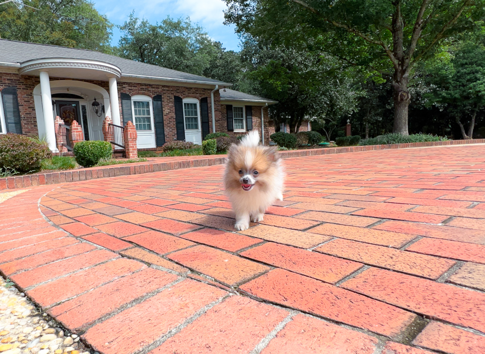 Cute Loulou Purebred Puppy