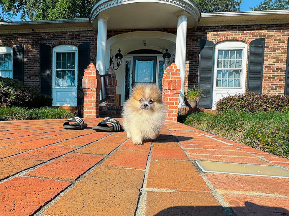 Cute Swergspitz Purebred Puppy