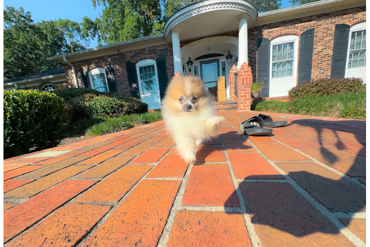 Cute Pomeranian Purebred Pup