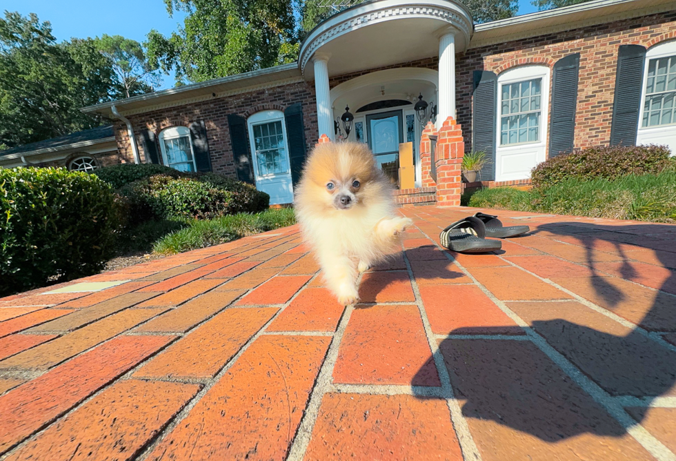 Cute Pomeranian Purebred Pup