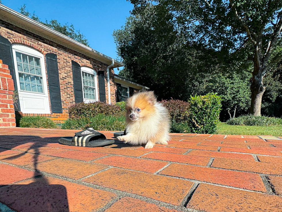 Cute Pomeranian Purebred Pup