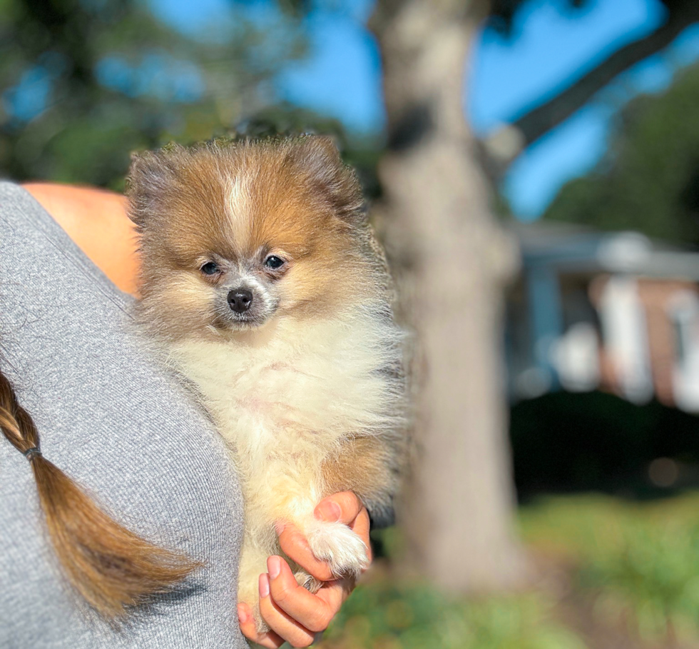 Best Pomeranian Baby