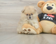 7 week old Pomeranian Puppy For Sale - Simply Southern Pups