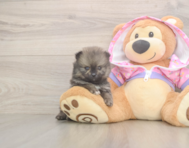 9 week old Pomeranian Puppy For Sale - Simply Southern Pups
