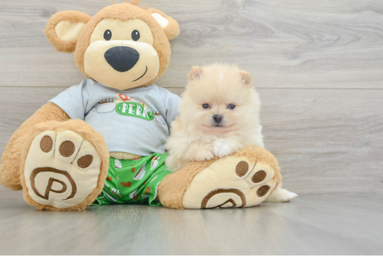 Best Pomeranian Baby