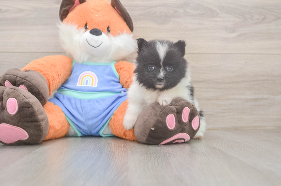 5 week old Pomeranian Puppy For Sale - Simply Southern Pups
