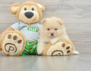 8 week old Pomeranian Puppy For Sale - Simply Southern Pups