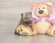 8 week old Pomeranian Puppy For Sale - Simply Southern Pups