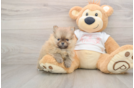 Playful Pomeranian Purebred Pup