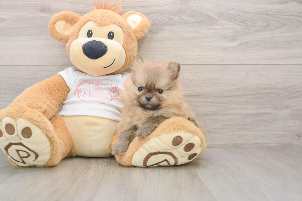 Sweet Dwarf Spitz Purebred Puppy