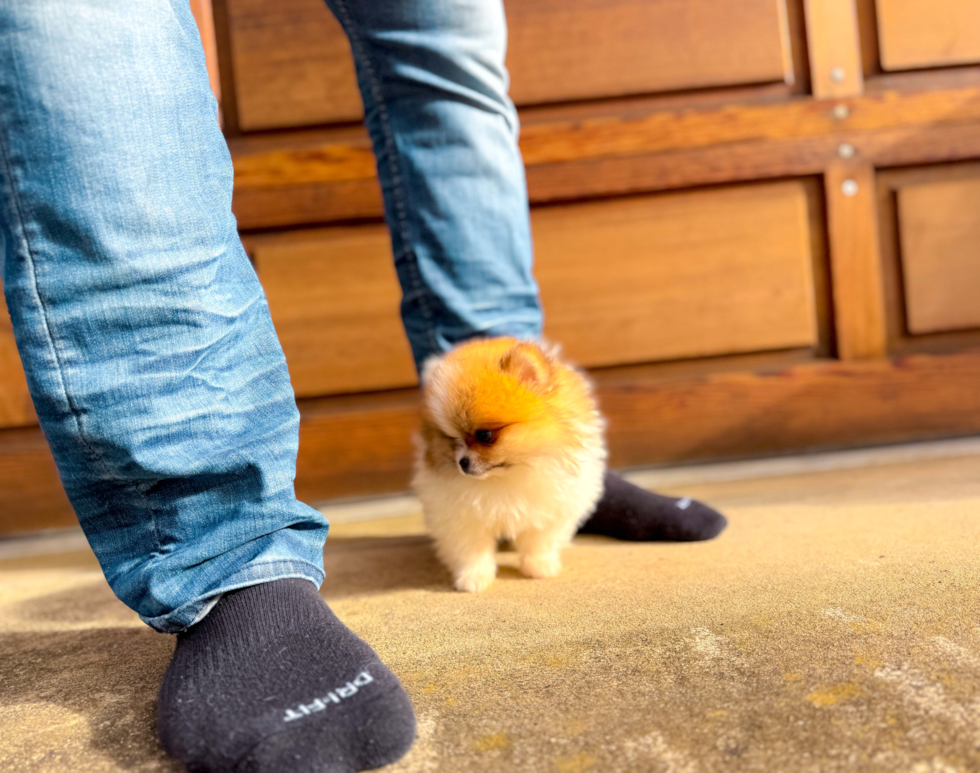 Cute Swergspitz Purebred Puppy