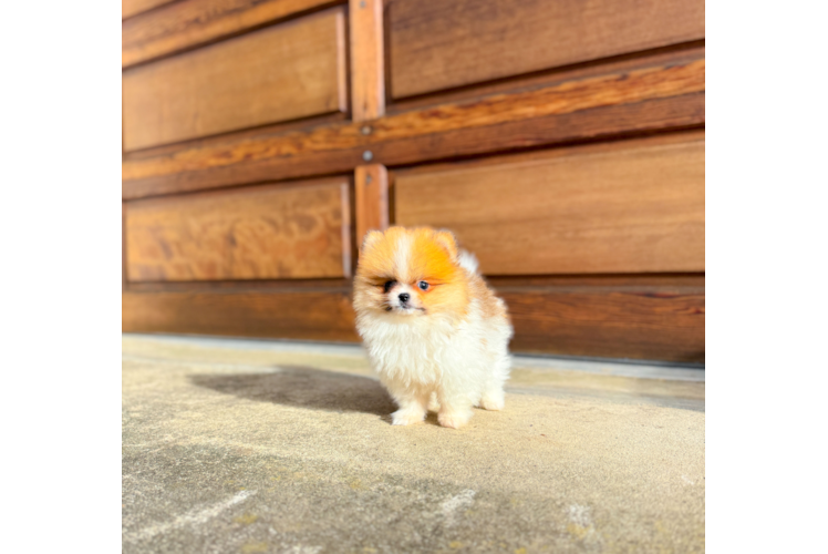 Best Pomeranian Baby