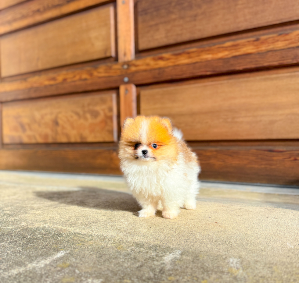 Best Pomeranian Baby