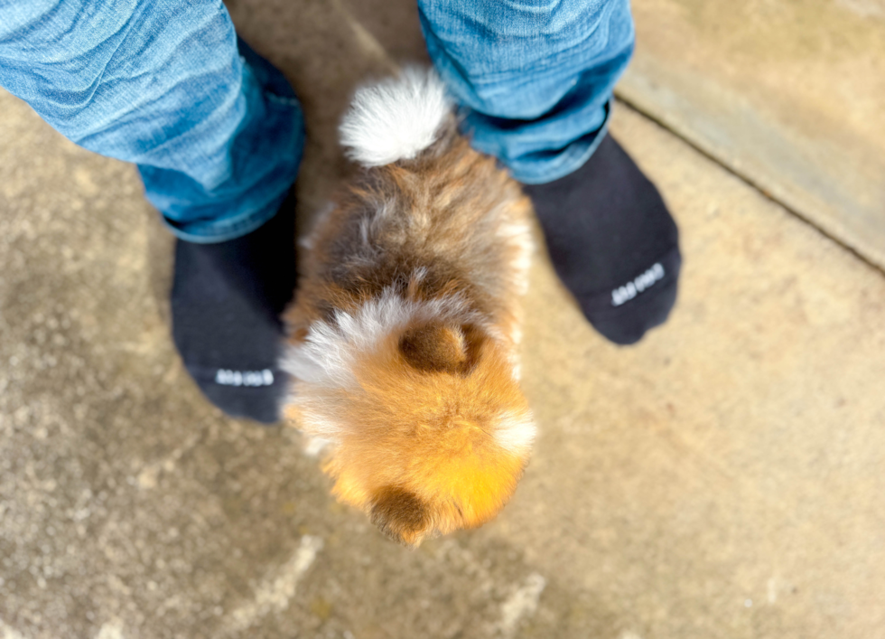 Pomeranian Pup Being Cute