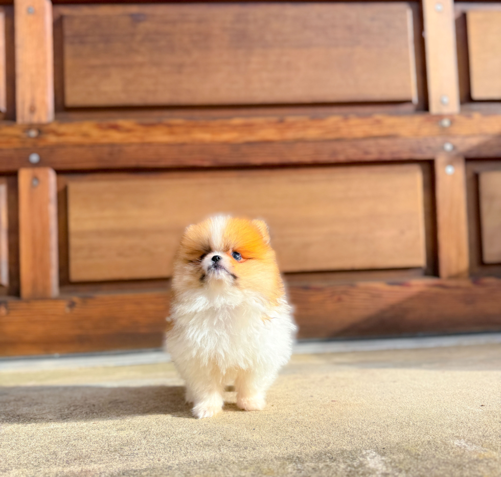 Pomeranian Puppy for Adoption