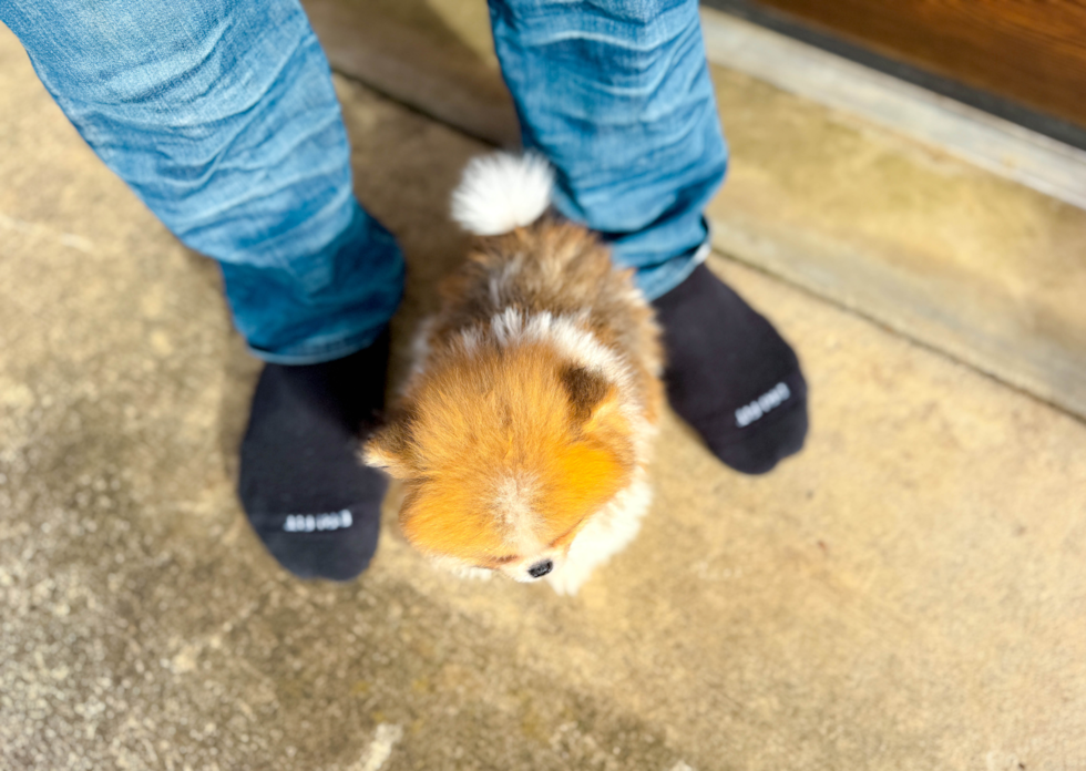 Pomeranian Puppy for Adoption