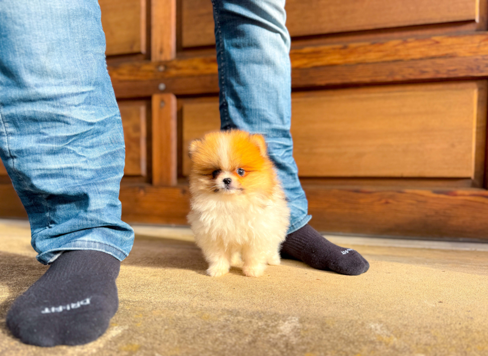 Pomeranian Puppy for Adoption