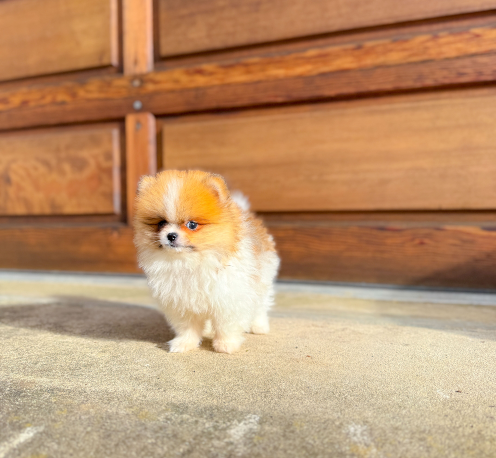 Pomeranian Puppy for Adoption