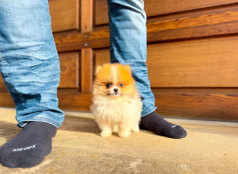 Pomeranian Puppy for Adoption