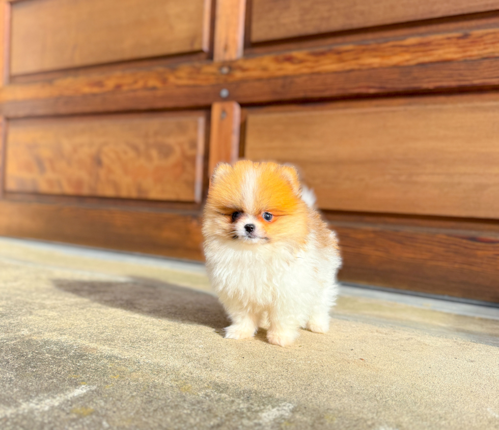 Pomeranian Pup Being Cute