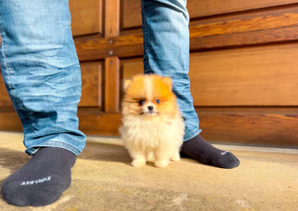 Pomeranian Pup Being Cute