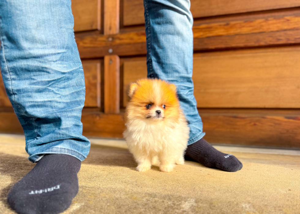 Pomeranian Puppy for Adoption