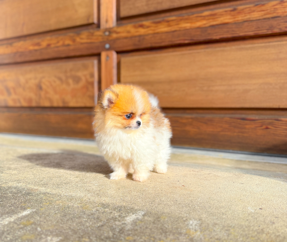Cute Pomeranian Baby