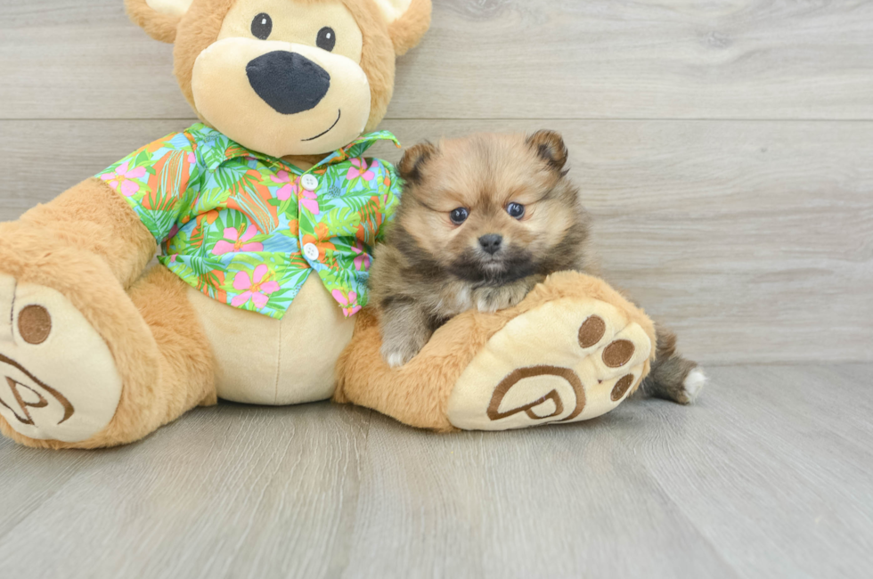 5 week old Pomeranian Puppy For Sale - Simply Southern Pups