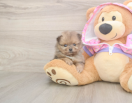 9 week old Pomeranian Puppy For Sale - Simply Southern Pups