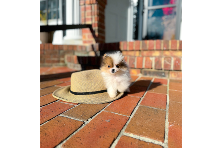 Cute Pomeranian Purebred Pup