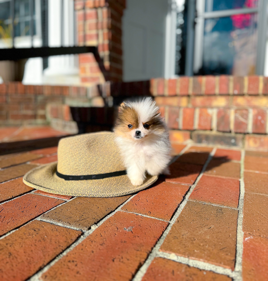 Cute Pomeranian Muffin : 1lb 8oz Purebred Puppy, image size:934x980