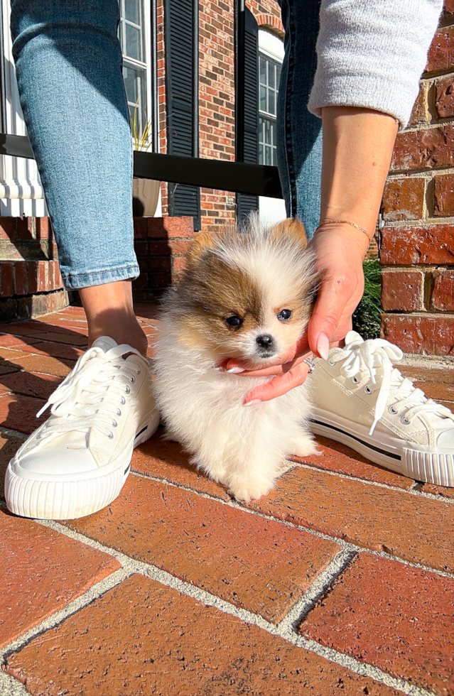 Pomeranian Puppy for Adoption