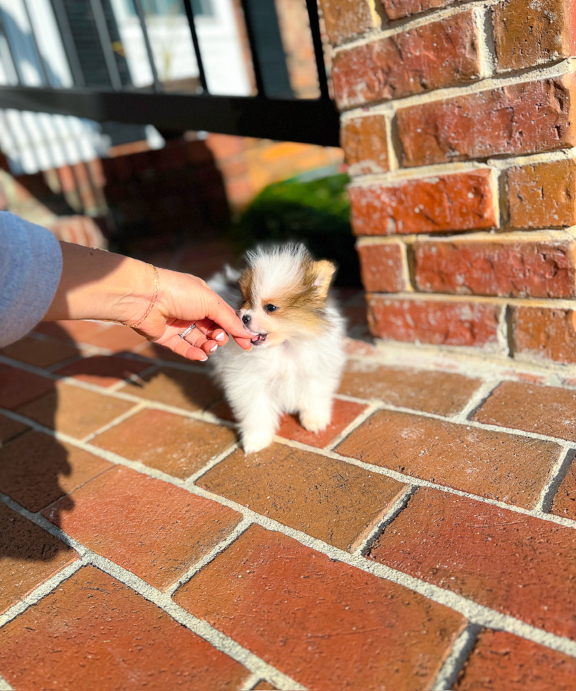 Pomeranian Puppy for Adoption