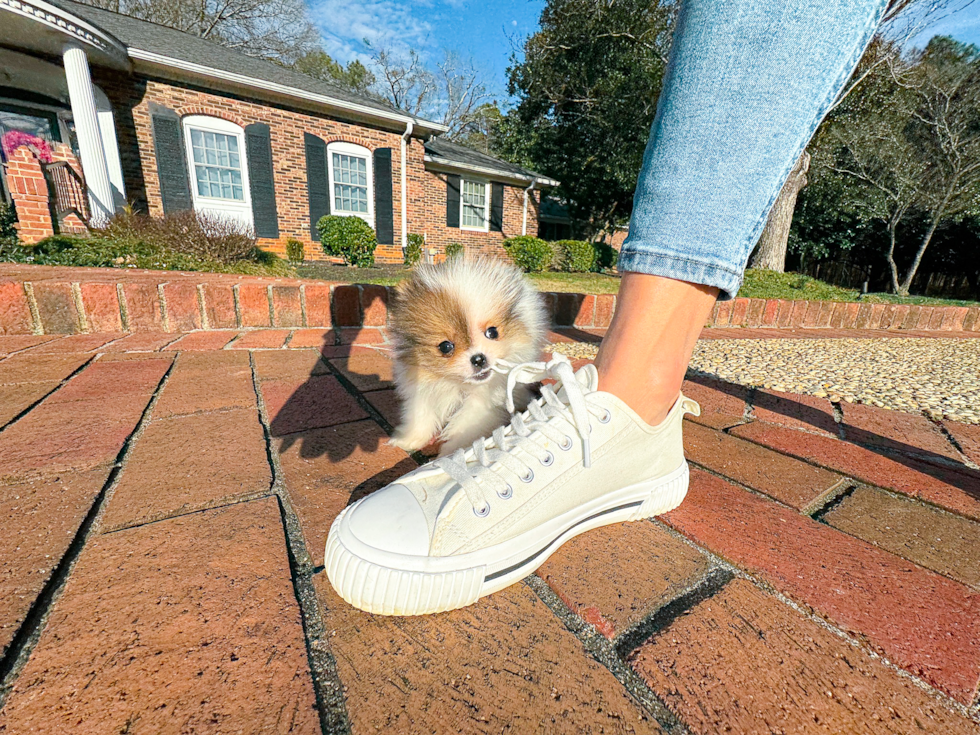 Best Pomeranian Baby