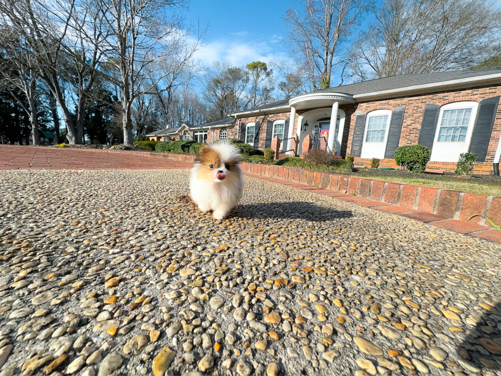 Cute Pomeranian Purebred Puppy